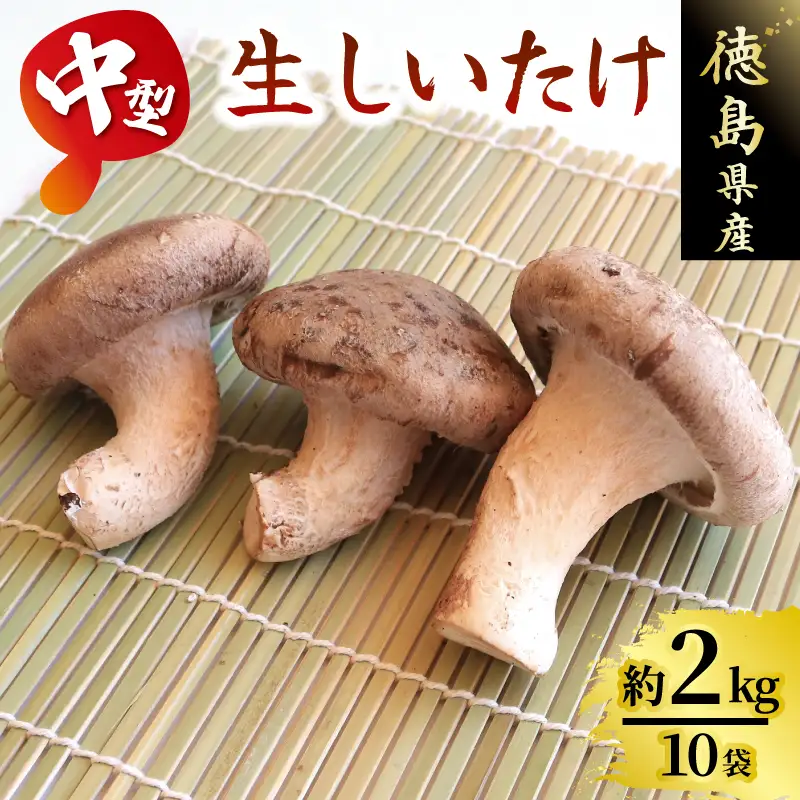 中型生 しいたけ 約2kg 菌床【 しいたけ 】