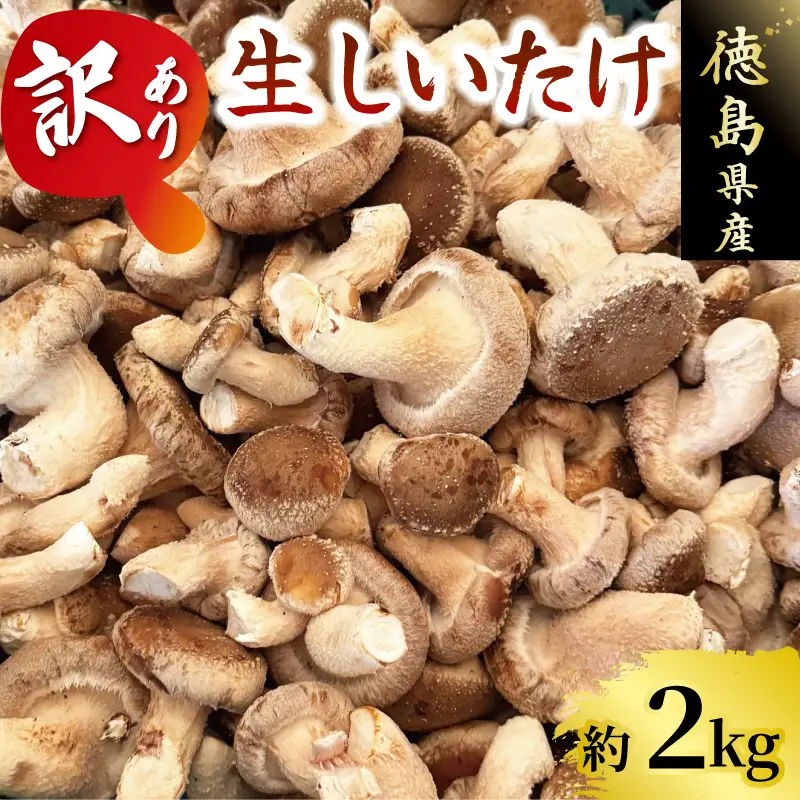訳あり生 しいたけ 2kg 菌床【 しいたけ 】
