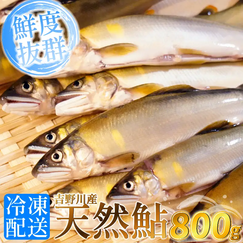 【先行予約】天然 鮎 800g 川魚 あゆ【 鮎 】
