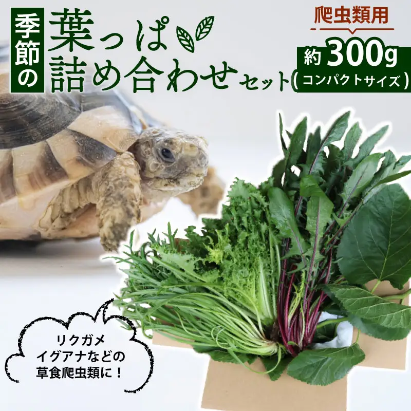 【爬虫類用】 季節の葉っぱ詰め合わせ セット 約 300g コンパクトサイズ ( 草食 雑食 爬虫類 ペットフード ペット リクガメ カメ イグアナ 動物 ごはん ご飯 おやつ 野菜 葉 葉野菜 旬 栄養 安心 新鮮 きよしファーム 南丹市 京都府 京都 )