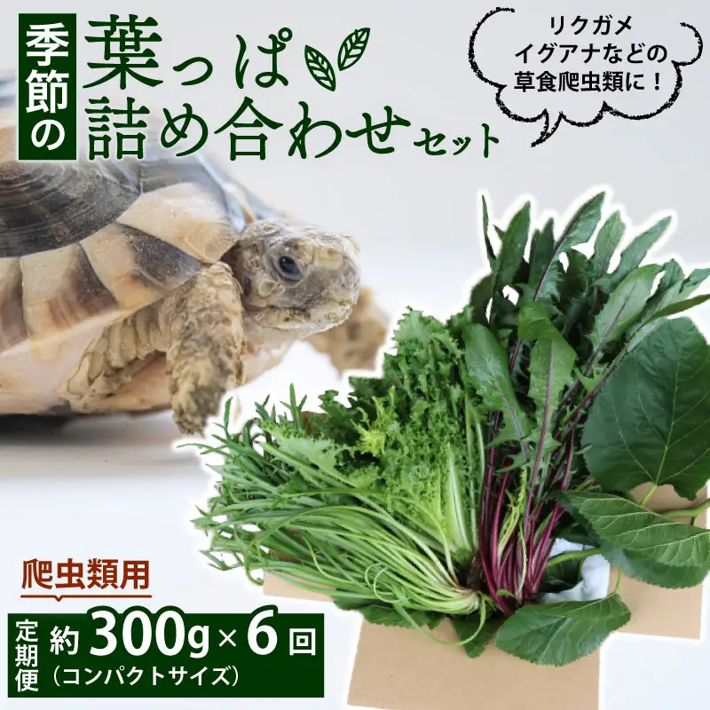 【爬虫類用】【定期便6回】 季節の葉っぱ詰め合わせ セット 約 300g コンパクトサイズ ( 定期便 6カ月 草食 雑食 爬虫類 動物 ペットフード ペット リクガメ カメ イグアナ ごはん ご飯 おやつ 野菜 葉 葉野菜 旬 栄養 安心 新鮮 きよしファーム 南丹市 京都府 京都 )