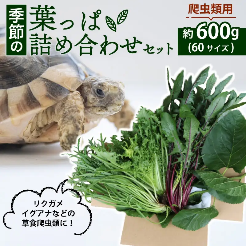 【爬虫類用】 季節の葉っぱ詰め合わせ セット 約 600g 60サイズ ( 草食 雑食 爬虫類 ペットフード ペット リクガメ カメ イグアナ 動物 ごはん ご飯 おやつ 野菜 葉 葉野菜 旬 栄養 安心 新鮮 きよしファーム 南丹市 京都府 京都 )