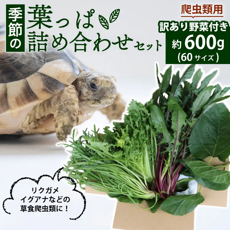 【爬虫類用】 訳あり野菜と季節の葉っぱ詰め合わせ セット 約 600g 60サイズ ( 訳あり 訳あり野菜 草食 雑食 爬虫類 ペットフード ペット リクガメ カメ イグアナ 動物 ごはん ご飯 おやつ 野菜 葉 葉野菜 旬 栄養 安心 新鮮 きよしファーム 南丹市 京都府 京都 )