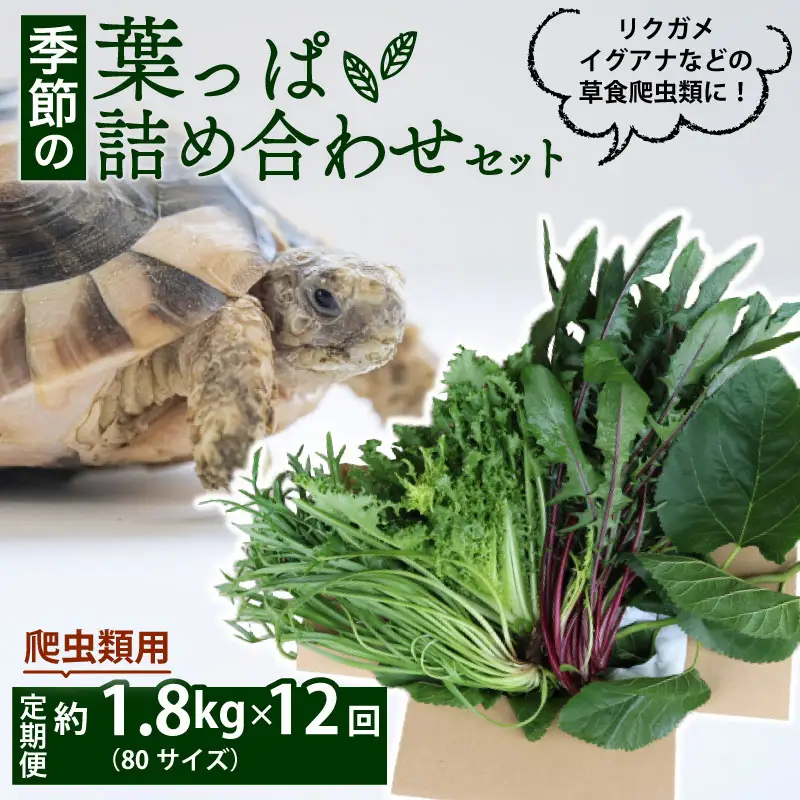 【爬虫類用】【定期便12回】 季節の葉っぱ詰め合わせ セット 約 1.8kg 80サイズ ( 定期便 12カ月 草食 雑食 爬虫類 動物 ペットフード ペット リクガメ カメ イグアナ ごはん ご飯 おやつ 野菜 葉 葉野菜 旬 栄養 安心 新鮮 きよしファーム 南丹市 京都府 京都 )
