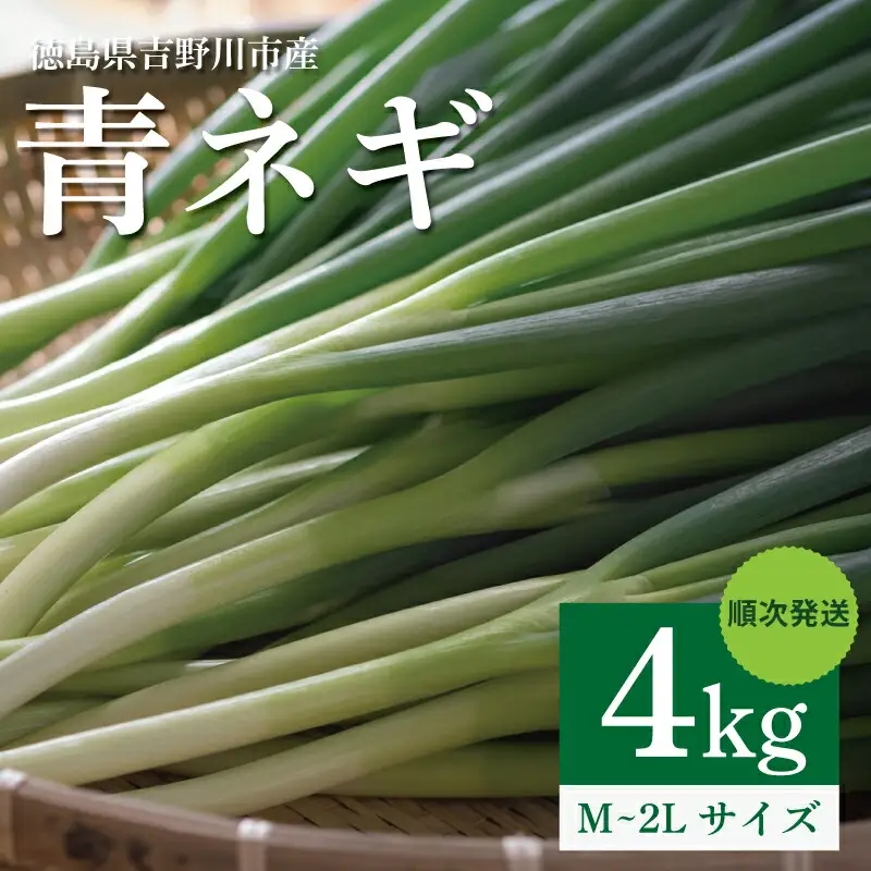【 シャキとろ 青ネギ 】 4kg 順次発送 ねぎ