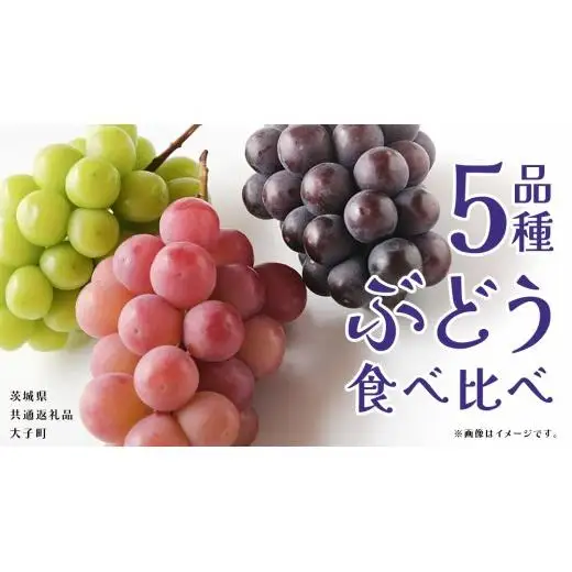 ぶどう ５品種 食べ比べ 【2026年8月上旬発送開始】(茨城県共通返礼品：大子町)