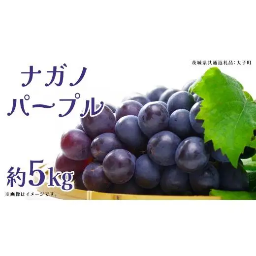ナガノパープル 約5kg (7～9房)【2026年9月上旬発送開始】(茨城県共通返礼品：大子町)