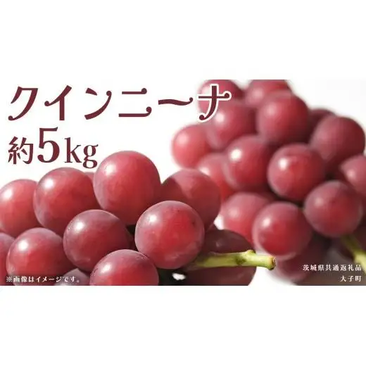 クインニーナ 約5kg (7～9房) 【2026年9月上旬発送開始】(茨城県共通返礼品：大子町)