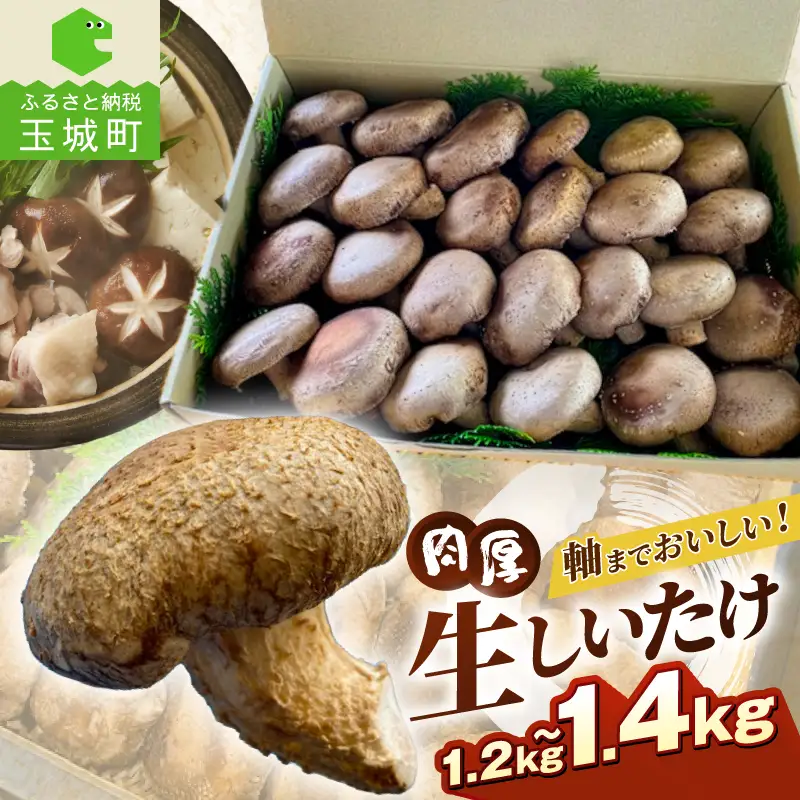 国内産菌床しいたけ [きのこ 菌床]