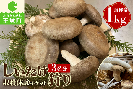 きのこ狩り　(収穫体験チケット3名分)収穫量1kg