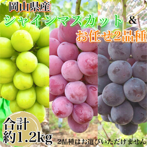 農家こだわりのシャインマスカット＆お任せ２品種 ３房合計約1.2ｋg ｜ シャインマスカット ぶどう ぶどう