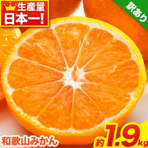 みかん 和歌山みかん 約1.9kg