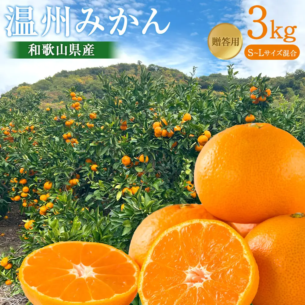 贈答向け 温州みかん 約3kg S~Lサイズ混合 ［2026年11月下旬頃から順次発送予定］