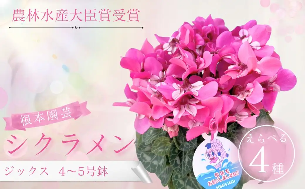 【先行予約】シクラメン ジックス 5号鉢 根本園芸 ｜ シクラメン 農林水産大臣賞