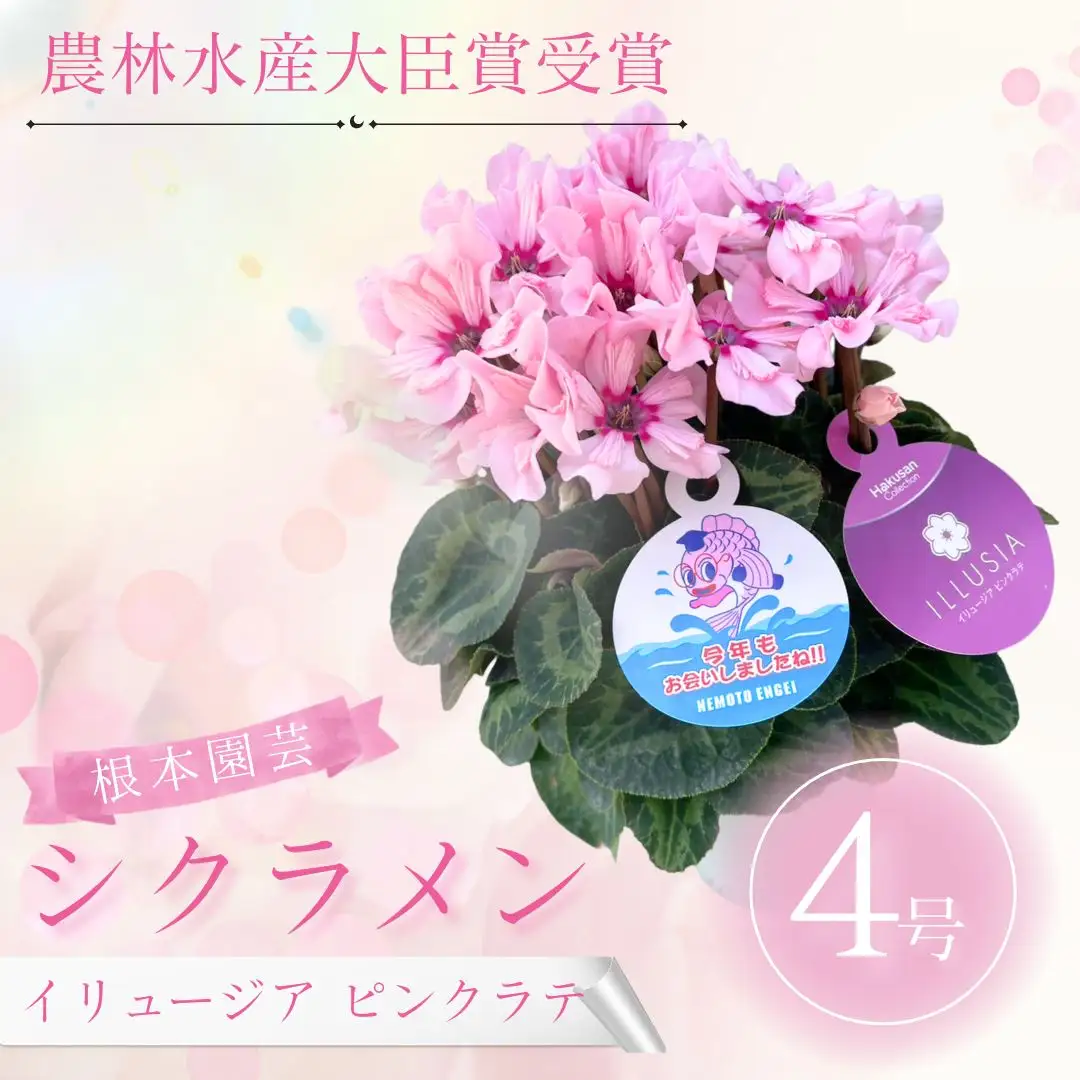 【先行予約】シクラメン イリュージア ピンクラテ 4号鉢 根本園芸 ｜ シクラメン 農林水産大臣賞