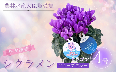【先行予約】シクラメン ドラゴン ディープブルー 4号鉢 根本園芸 ｜ シクラメン 農林水産大臣賞