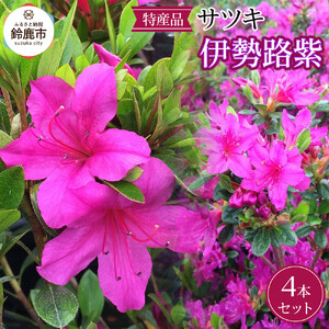 特産品 サツキ伊勢路紫 4本セット