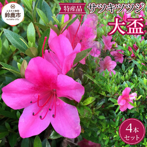 特産品の サツキツツジ大盃 4本セット