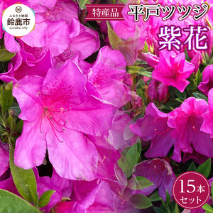 特産品 ヒラトツツジ紫花 15本セット