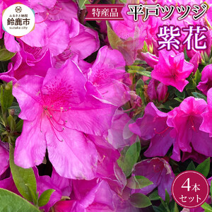 特産品 ヒラトツツジ紫花 4本セット