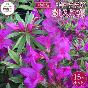 特産品 平戸ツツジ斑入り葉 15本セット