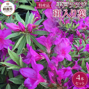 特産品 平戸ツツジ斑入り葉 4本セット