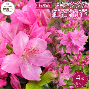 特産品 平戸ツツジ 紅石楠花 4本セット