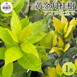 黄金月桂樹　アフロ仕立て