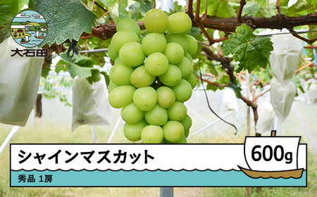 【先行予約】 シャインマスカット 約600g 1房 令和8年産 2026年産 ぶどう※沖縄・離島への配送不可 ry-busmx600 