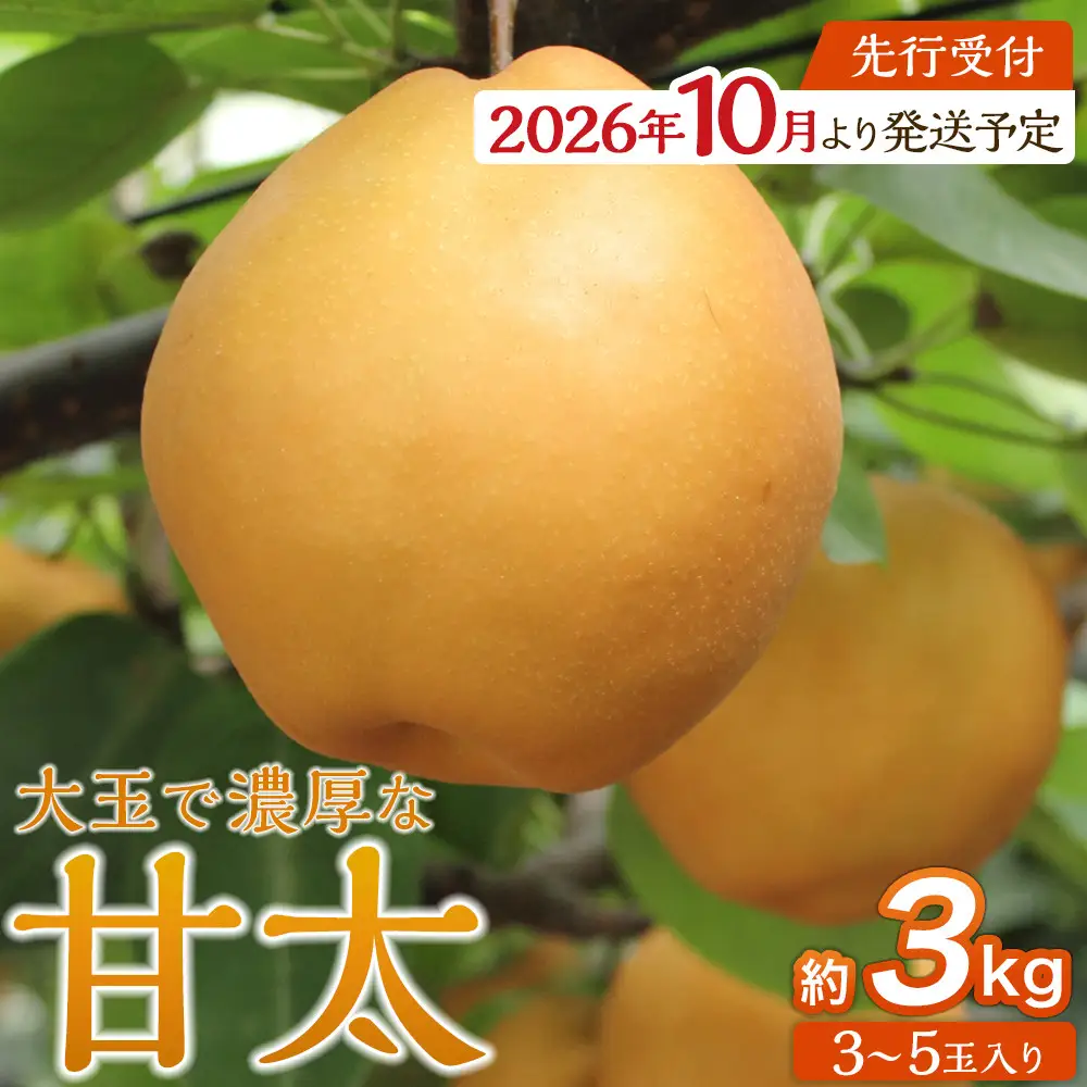 【2026年発送】梨 「甘太」約3kg（3～5玉入）【松崎果樹園】 ｜ 梨 