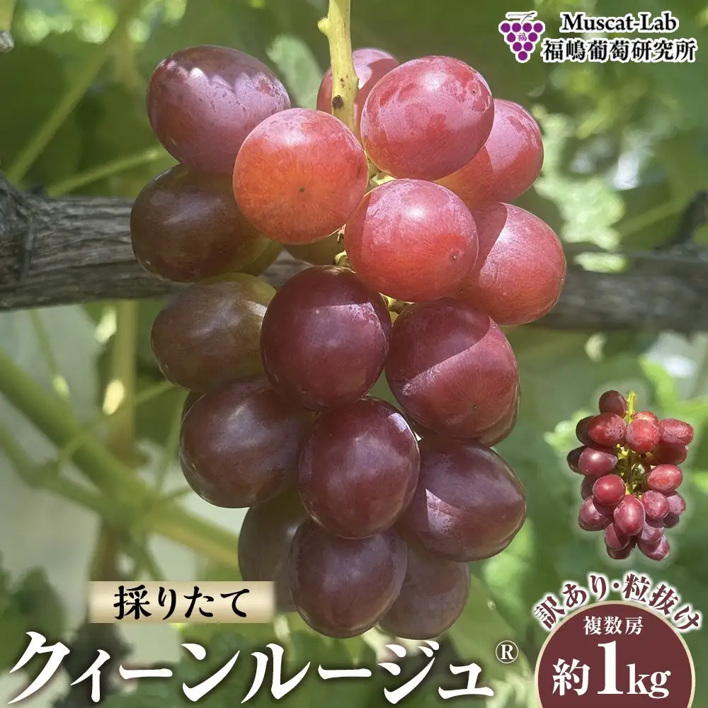 【先行予約】2026  クイーンルージュ®　【訳あり粒抜け】　複数房　約1kg弱【10月初旬頃～順次発送予定】　長野県産　国際特許有機肥料栽培　