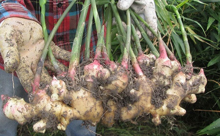自然の力だけで育てた、こだわり農法の生姜（土付き700g）高知県黒潮町産［1390-2］
