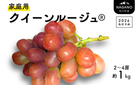 TK20 ぶどう クイーンルージュ® 【家庭用】 約1kg ／2026年9月下旬～10月中 配送予定 // 稀少 新品種 長野県 南信州 松川町産 高糖度 葡萄 クインルージュ 甘い 種なし 皮ごと 訳あり お試し