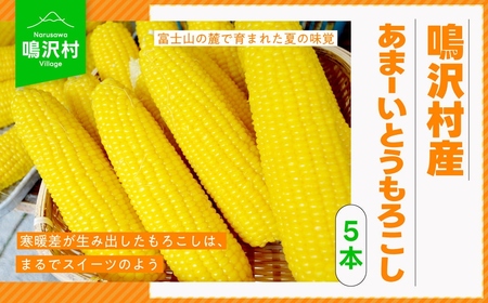 ＜2026年発送先行予約＞鳴沢村産あまーいとうもろこし5本 【お盆明け2026年8月15日以降に発送】 NSJ017-b
