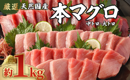 天然本マグロ 中トロ 大トロ 1kｇ本鮪 まぐろ 食べ比べ 国産鮪 天然鮪
