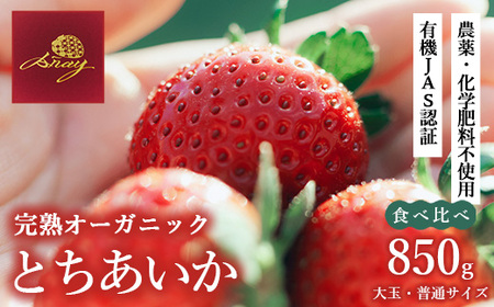 完熟 いちご 850g | いちご 食べ比べ ※2026年12月～発送