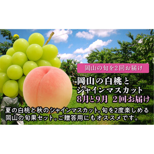 【定期便】 岡山の白桃とシャインマスカット　２回お届け（8月・9月）【2026年度発送】