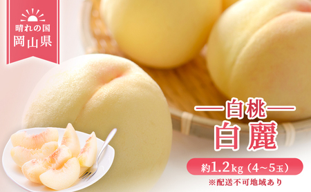 【 2026年 先行予約】 桃 岡山県産 白麗  (白桃) 約1.2kg (4～5玉)《2026年7月下旬-8月中旬頃出荷》 白桃 岡山 はくとう スイーツ フルーツ 果物 先行予約 数量限定 期間限定 岡山 里庄町 モモ もも 桃