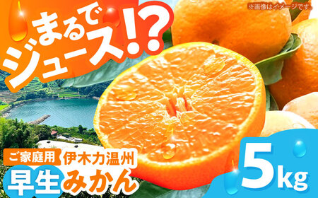 ※【2026年11月より順次発送／先行予約】伊木力温州早生みかん5kg(ご家庭用、箱入り) / 伊木力 温州みかん みかん ミカン 蜜柑 佐瀬 諫早 多良見 長崎 早生　/ 末永果樹園[AHBD004]