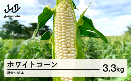《先行予約》2026年 山形県産 ホワイトコーン ピュアホワイト 3.3kg(9~13本）生で味わう 白とうもろこし トウモロコシ コーン 夏 野菜 やさい ※沖縄・離島への配送不可 ot-cnwwx3300