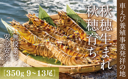 D247 旭水産活き車海老（あいおえび）350g（9～13尾）【養殖】
