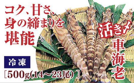 D097 活き締め冷凍車えび500g