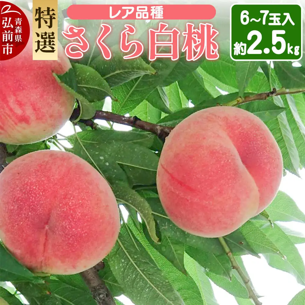 【26年9月発送】もも レア品種 さくら白桃【特選】約2.5kg 6玉～7玉入り