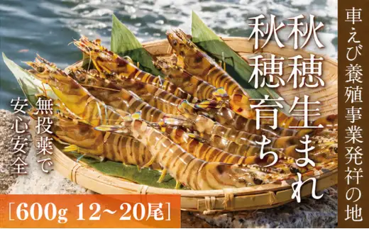 D036 旭水産活き車海老（あいおえび）600g（12～20尾）【養殖】