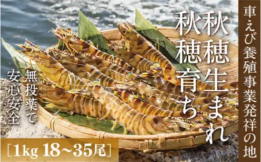 C060 旭水産活き車海老（あいおえび）1kg（18～35尾）【養殖】