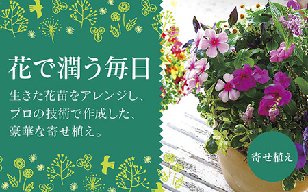 C102 ありきたりな寄せ植えに満足できない方へ [花うるる おまかせ プレミア 寄せ植え] 【テラ】玄関 完成品 お花 ギャザリング オーダーメイド ビオラ ギフト 鉢植え 珍しい 花苗 春 フラワーギフト 誕生日 プレゼント 女性 おしゃれ セット 苗 プランター