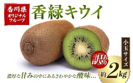 【先行予約2026年12月～2027年3月頃お届け】訳あり香緑キウイ (小玉サイズ) (約2kg) フルーツ 果物 くだもの キウイ 香緑 小玉 デザート キウイフルーツ 食品 名産 四国 1万円 F5J-1066
