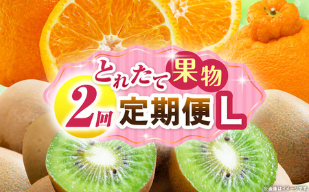 とれたて果物 2回定期便L |果物 フルーツ 果物定期便 フルーツ定期便 定期便キウイ デコポン濃厚 旬の果物 定期 人気 おすすめ 贈答 贈り物 青果物 糖度 香川県 |_mk165-t062