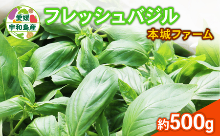 フレッシュ バジル 500g 本城ファーム ハーブ 生バジル ばじる はーぶ 香草 水耕栽培 野菜 やさい 美味しい 新鮮 イタリア料理 イタリアン パスタ ソース ジェノベーゼ マルゲリータ アレンジ いろいろ 農家直送 産地直送 数量限定 国産 愛媛 宇和島 F010-199001