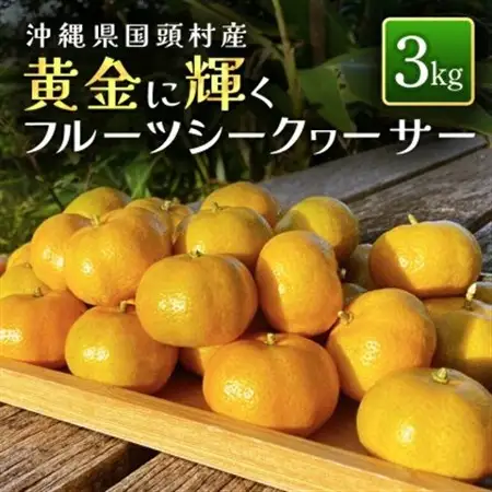【2027年1月から順次発送】国頭村産 フルーツシークヮーサー 3kg 黄金色に色づく完熟果実【1662110】